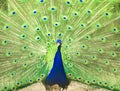 Male indian peacock showing its tail. An open tail with bright feathers Royalty Free Stock Photo