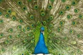 Male indian peacock showing its tail. An open tail with bright feathers Royalty Free Stock Photo