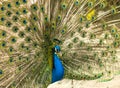 Male indian peacock showing its tail. An open tail with bright feathers Royalty Free Stock Photo