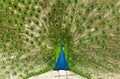 Male indian peacock showing its tail. An open tail with bright feathers Royalty Free Stock Photo