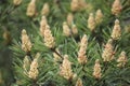 Selective focus. Male pine cones Pinus sylvestris. Pine pollen is a strong allergen