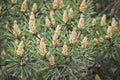 Selective focus. Male pine cones Pinus sylvestris. Pine pollen is a strong allergen