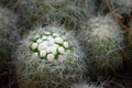 Selective focus of a Mammillaria vetula cactus, a closeup shot Royalty Free Stock Photo