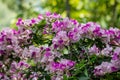 Beautiful Mansoa alliacea flower or Garlic vine flower in the garden.Purple and white flower. Royalty Free Stock Photo