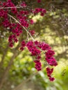 Manuka flowers (Leptospermum scoparium) with blurred background - also called manuka myrtle, New Zealand Royalty Free Stock Photo