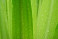 In selective focus many rain droplets on green tropical plant leaves with day light Royalty Free Stock Photo