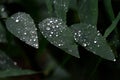 In Selective focus many rain droplets on tropical plant leaves with dark background Royalty Free Stock Photo