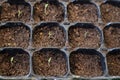 Selective focus on many young plants in plastic pots. Close-up image on little tomato plants