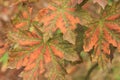 Selective focus on maple leaves in autumn forest. Leaves close-up with spots from yellowing