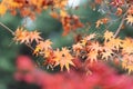Maple leaves Royalty Free Stock Photo