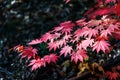 Maple leaves in autumn season Royalty Free Stock Photo