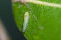 Microleafhopper on a leaf, Lindbergina Aurovittata leafhopper Royalty Free Stock Photo