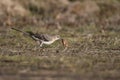 Selective focus of a Mockingjay hunting in a field on a sunny day in California