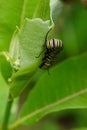 Selective focus on a monarch butterfly catepillar Royalty Free Stock Photo