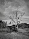 Monochrome image of dead tree and abandoned wooden hut during cloudy day. Royalty Free Stock Photo