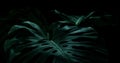 Selective focus of monstera leaves leaf on dark color for decorating composition design