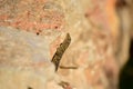 Selective focus of a Moorish Gecko crawling on the rocks under the sunlight at daytime in Malta Royalty Free Stock Photo