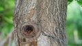 Selective focus of Moringa or Drumstick tree trunk. Tropical tree with hard bark. Medicinal tree.