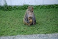 Mother monkey is feeding food to her baby. Royalty Free Stock Photo