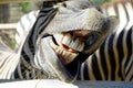Selective focus of mouse and teeth of zebra outdoor at the zoo Royalty Free Stock Photo