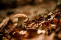 selective focus on mushroom growing among yellowed leaves and dry tree branches and needles