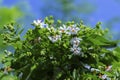 Selective focus of Night-flowering jasmine,Indian name is sheuli flower.