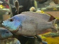 Selective focus of Nimbochromis polystigma fish in a aquarium pond.Selective focus Royalty Free Stock Photo