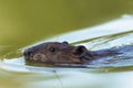 North American beaver, Castor Canadensis, swimming in a pond, Toronto, Canada Royalty Free Stock Photo