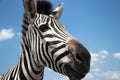 Cape mountain zebra close-up against the sky. Equus zebra in natural habitat