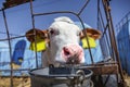Selective focus on the nose of young calf`s muzzle Royalty Free Stock Photo