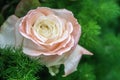 Selective focus old rose color roses bouquet. Royalty Free Stock Photo