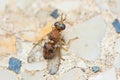 Olive fruit fly, Bactrocera Oleae Royalty Free Stock Photo
