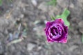 Selective focus of one purple tulip in the garden with green leaves. Blurred background. A flower that grows among the grass on a Royalty Free Stock Photo