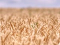 Selective focus onweed in  wheat field, golden grain of wheat Royalty Free Stock Photo