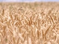 Selective focus onweed in  wheat field, golden grain of wheat Royalty Free Stock Photo