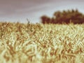 Selective focus onweed in  wheat field, golden grain of wheat Royalty Free Stock Photo