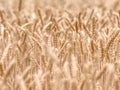 Selective focus onweed in  wheat field, golden grain of wheat Royalty Free Stock Photo