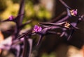 Selective focus on an open flower inside a leaf of a violet plant