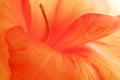 Selective focus. Orange canna indica flower blooming background. Close up, macro photo Royalty Free Stock Photo
