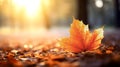 selective focus of an orange maple leaf on the forest floor in autumn - generative AI Royalty Free Stock Photo