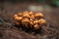 Selective focus of orange wild mushrooms in autumn. Wild mushrooms growing on the forest floor. Royalty Free Stock Photo