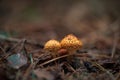 Selective focus of orange wild mushrooms in autumn. Wild mushrooms growing on the forest floor. Royalty Free Stock Photo