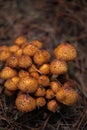 Selective focus of orange wild mushrooms in autumn. Wild mushrooms growing on the forest floor Royalty Free Stock Photo