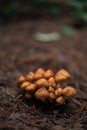 Selective focus of orange wild mushrooms in autumn. Wild mushrooms growing on the forest floor. Royalty Free Stock Photo