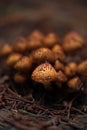 Selective focus of orange wild mushrooms in autumn. Wild mushrooms growing on the forest floor. Royalty Free Stock Photo