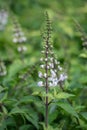 Selective focus Orthosiphon stamineus plant.Commonly known as cat`s whiskers or Java tea.