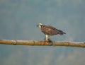 Selective focus of Osprey with fish kill perched on bamboo in West Bengal, India