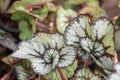 Selective focus Painted leaf begonia in the garden.Colorful pattern of beautiful painted - leaf begonia.Rex begonias Royalty Free Stock Photo