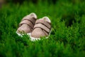 Selective focus of a pair of children's shoes on a green grass