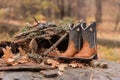 Selective focus of a pair of cowboy boots in the forest Royalty Free Stock Photo